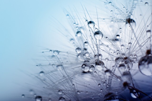 macro photo of plant seeds